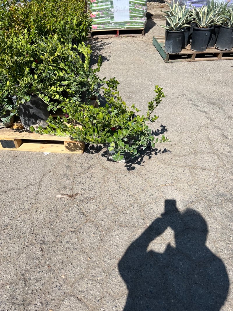 Photo for Carissa macrocarpa 'Tuttle' (Dwarf Natal Plum)