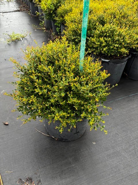 Photo for Ilex vomitoria 'Schillings'  (Yaupon Holly)