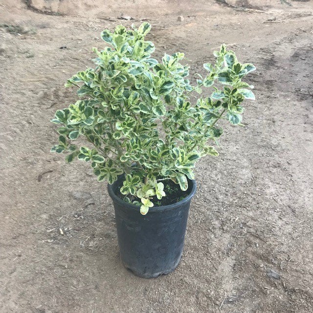 Photo for Coprosma repens 'Marble Queen' (Dwarf Variegated Mirror Plant)