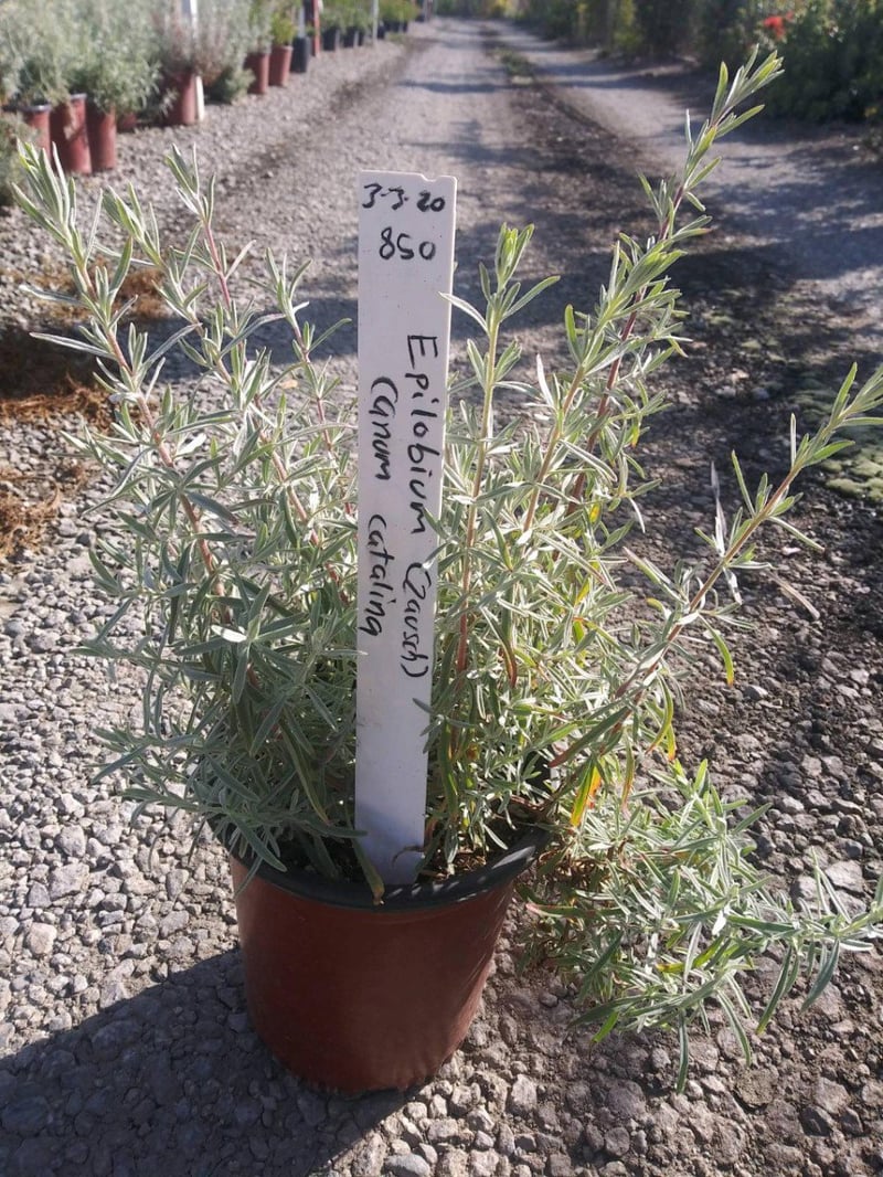 Photo for Epilobium canum 'Catalina' (Catalina Fuchsia)