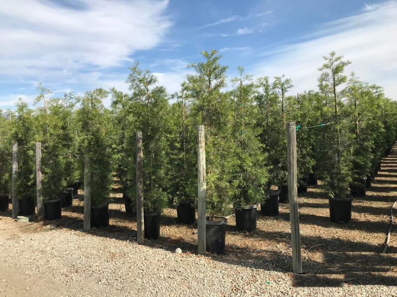 Photo for Podocarpus gracilior (Fern Pine)