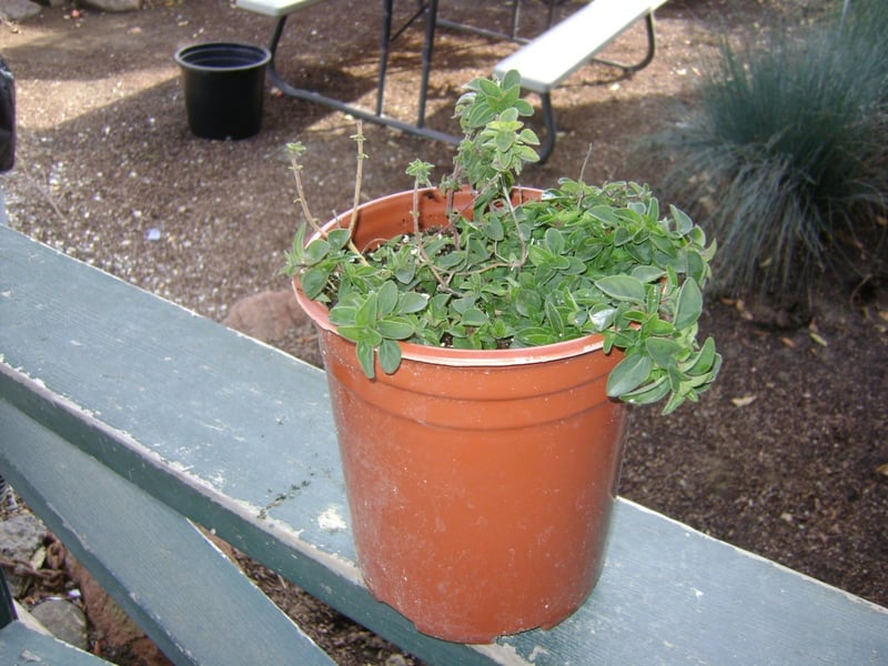 Photo for Oreganum 'Santa Cruz' (Santa Cruz Ornamental Oregano)