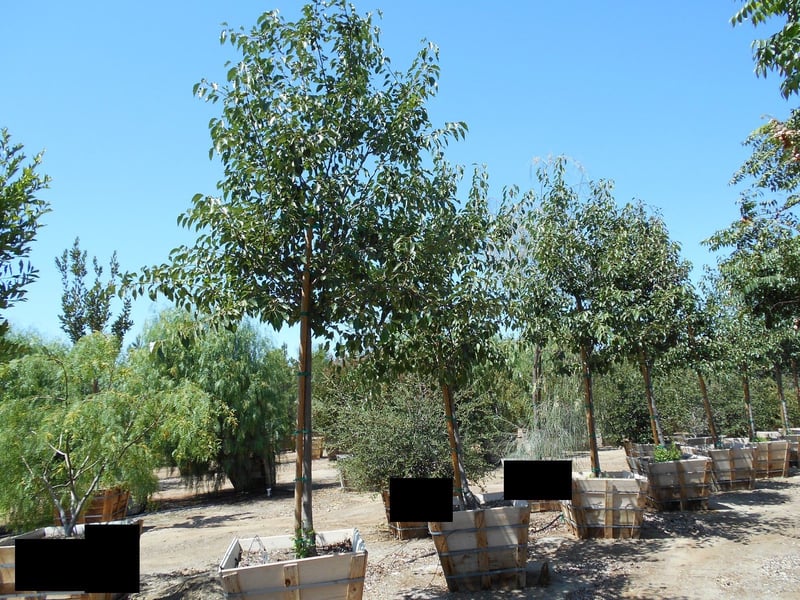 Photo for Pyrus calleryana 'Aristocrat' (Standard) (Aristocrat Callery Pear)