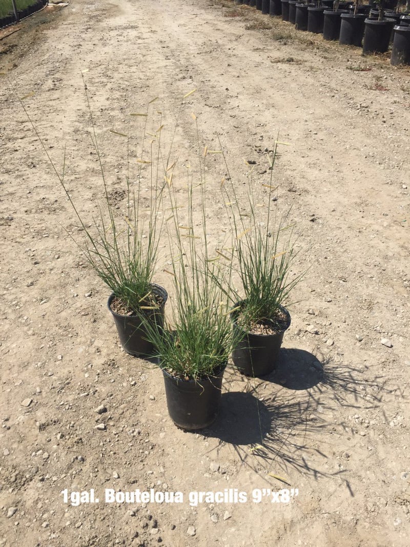 Photo for Bouteloua gracilis (Blue Gramma Grass)