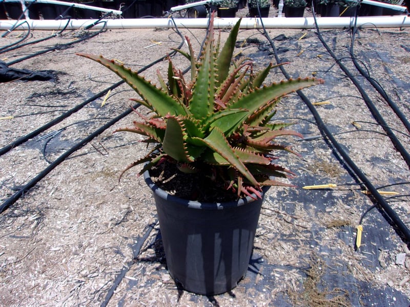 Photo for Aloe 'Erik the Red' (Erik the Red Sunbird Aloe)