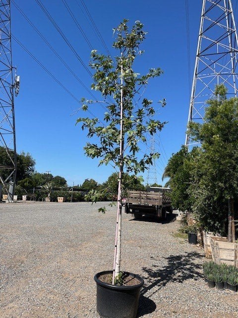 Photo for Platanus acerifolia 'Columbia' (London Plane Tree)
