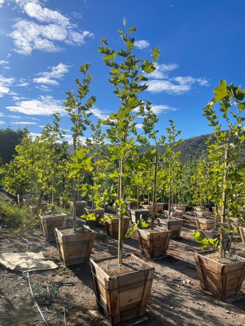 Photo for Platanus acerifolia 'Bloodgood' (Standard) (Bloodgood London Plane Tree)