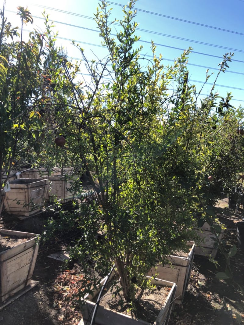 Photo for Punica granatum (Pomegranate)