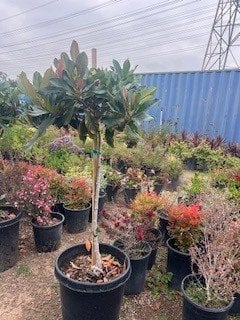 Photo for Eriobotrya deflexa (Bronze Loquat)