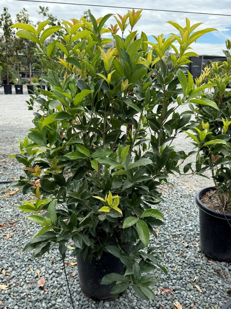Photo for Osmanthus fragrans (Sweet Olive, Tea Olive, Fragrant Olive)