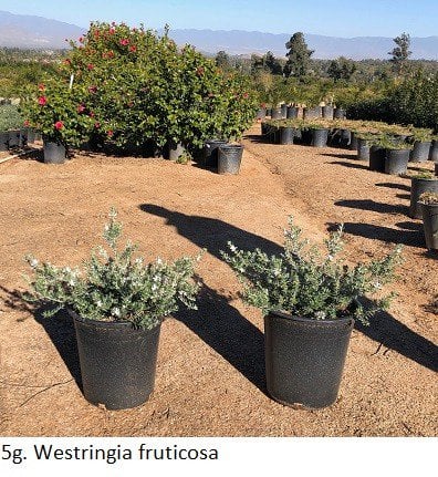 Photo for Westringia fruticosa (Coast Rosemary)