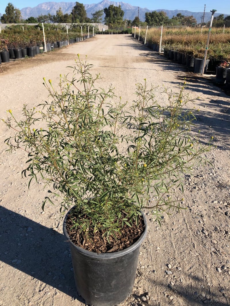 Photo for Tagetes lemmonii (Mountain Marigold)
