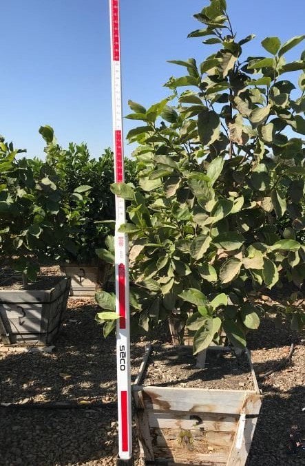Photo for Magnolia × soulangeana (Saucer Magnolia)