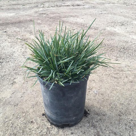 Photo for Sesleria caerulea (Blue Moor Grass)
