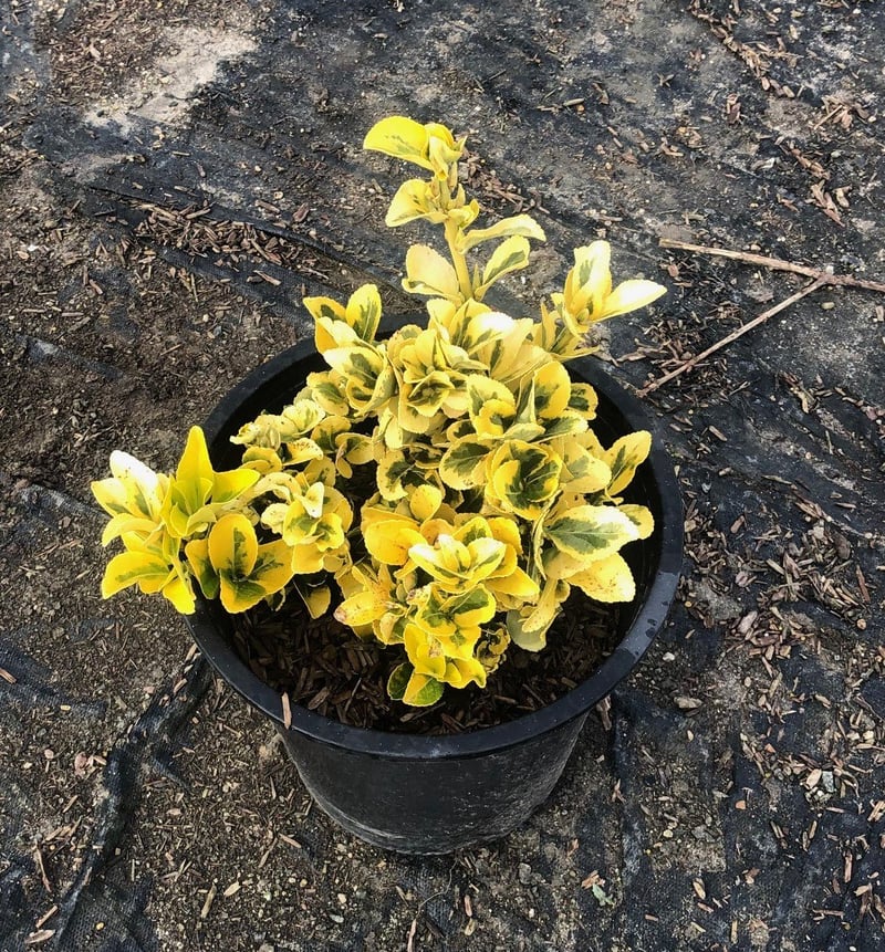 Photo for Euonymus japonicus 'Aureo-marginatus' (Golden Euonymus)