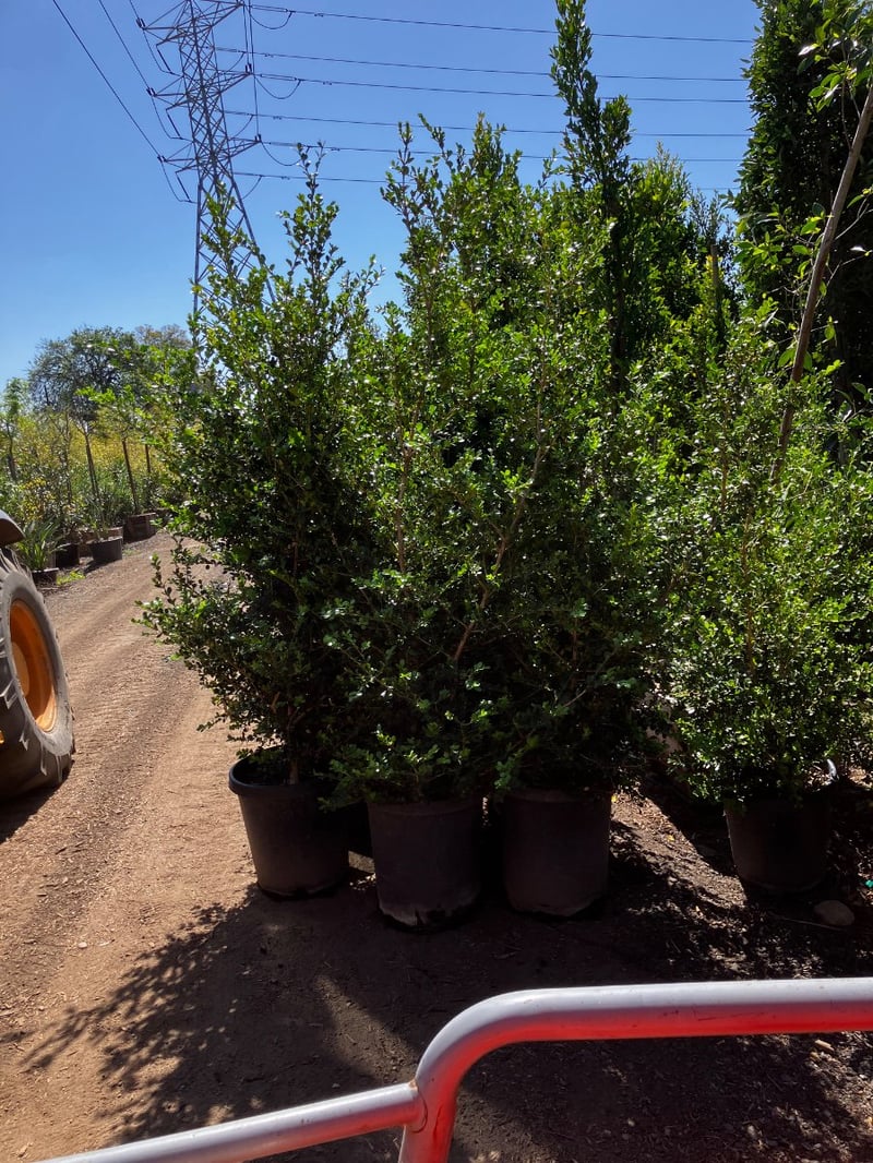 Photo for Ligustrum japonicum (Bush) (Japanese Privet)