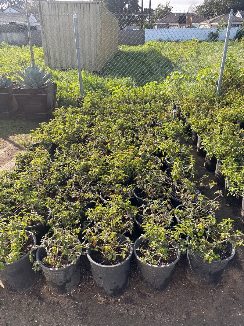 Photo for Lantana x 'Monine' (Spreading Sunshine Lantana)