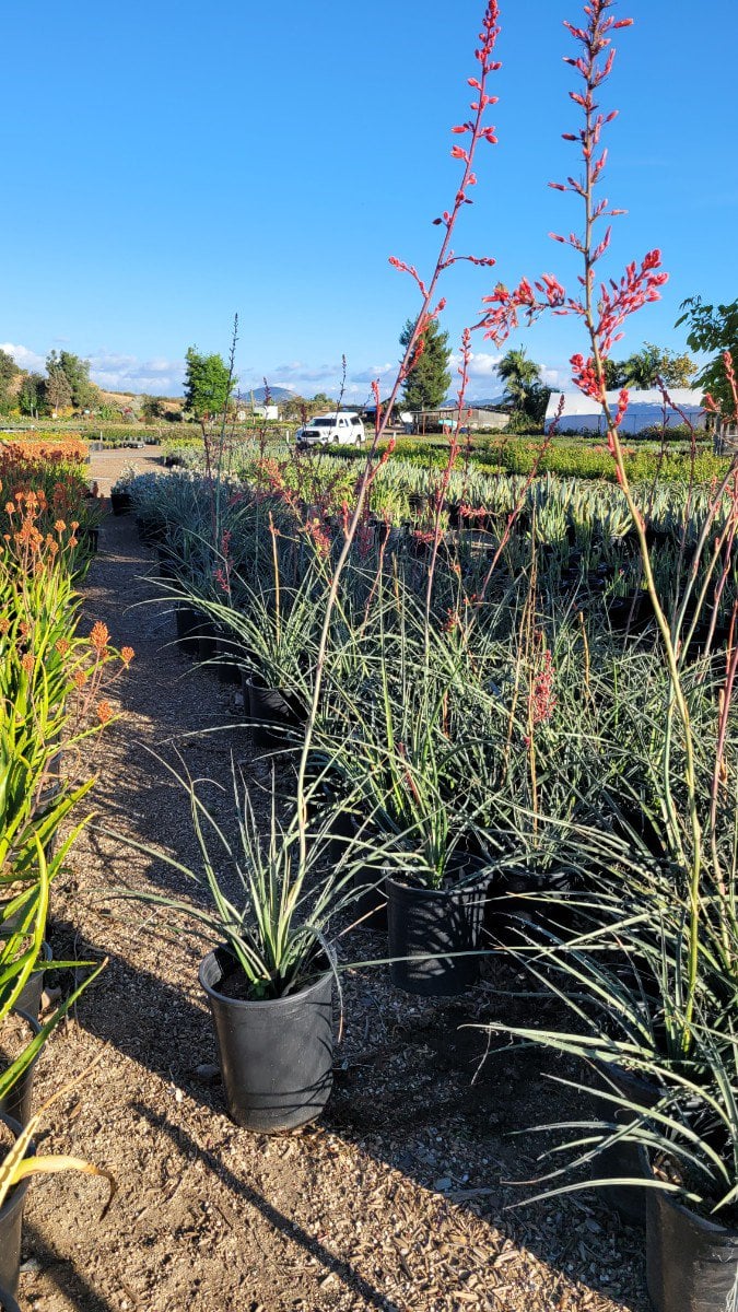 Photo for Hesperaloe parviflora 'Perpa' (Brakelights Red Yucca)