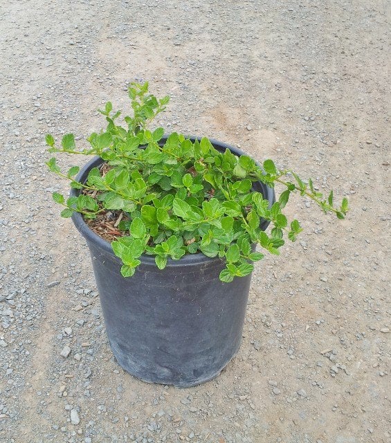Photo for Ceanothus griseus horizontalis 'Yankee Point' (Yankee Point Ceanothus)
