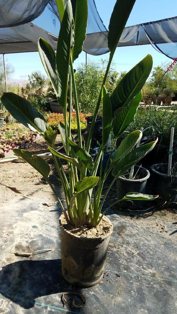 Photo for Strelitzia reginae (Bird of Paradise)