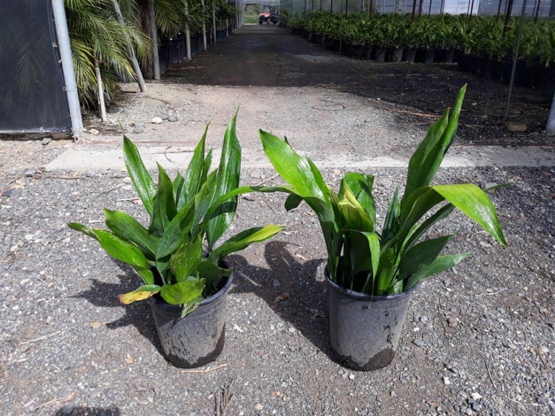 Photo for Aspidistra elatior (Cast Iron Plant)