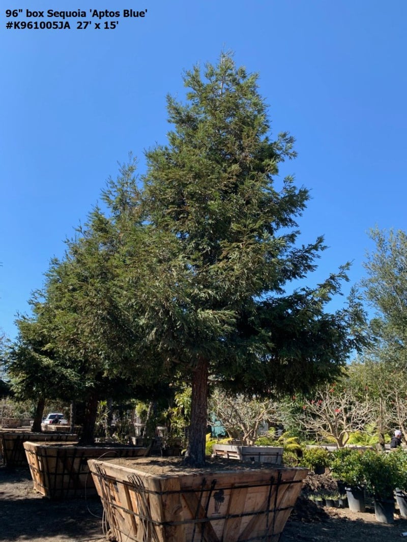 Photo for Sequoia sempervirens (Coast Redwood)