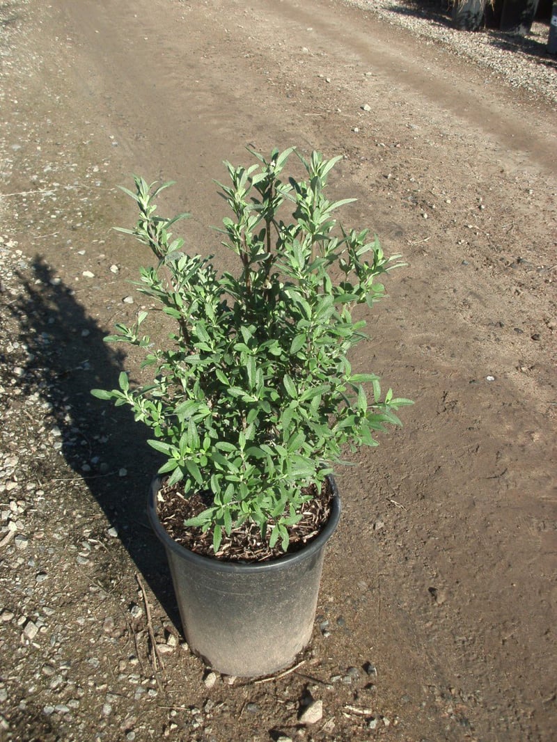 Photo for Salvia clevelandii 'Winnifred Gilman' (Sage 'Winnifred Gillman')