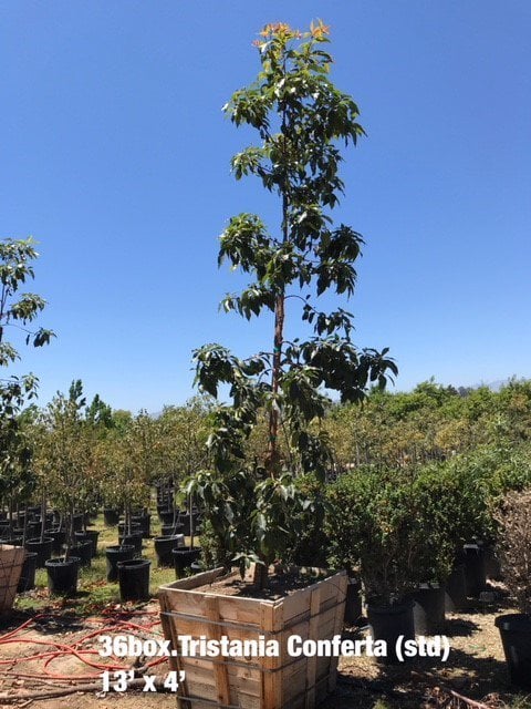 Photo for Lophostemon confertus (Tristania conferta)(Low Branching) (Brisbane Box)