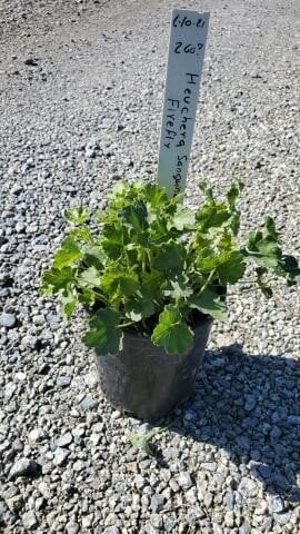 Photo for Heuchera sanguinea (Coral Bells)