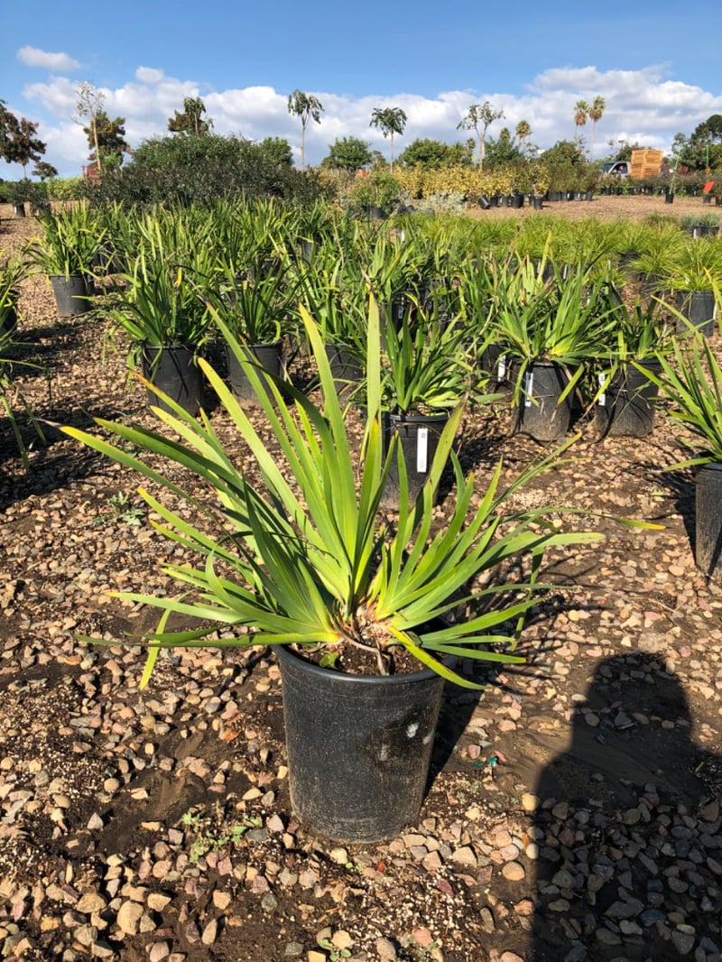 Photo for Anigozanthos flavidus (Kangaroo Paw)