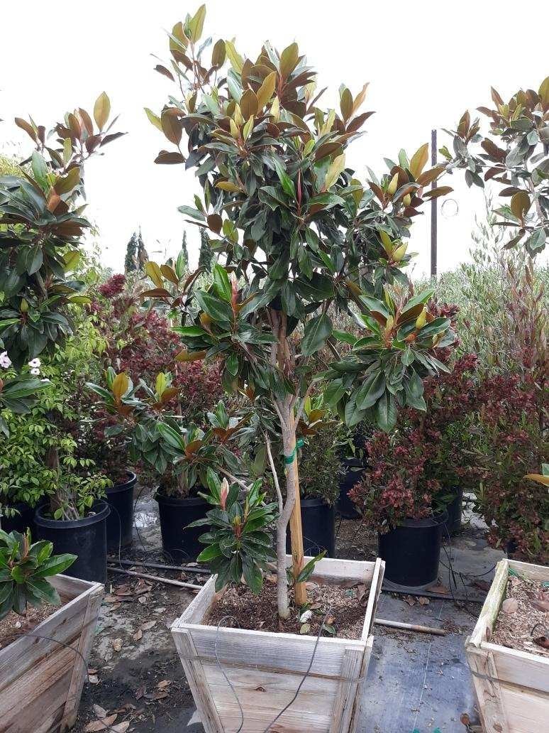Photo for Magnolia grandiflora 'Little Gem' (Standard) (Little Gem Magnolia)