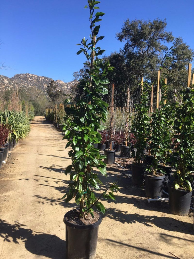 Photo for Solandra maxima (Espalier) (Cup of Gold Vine)