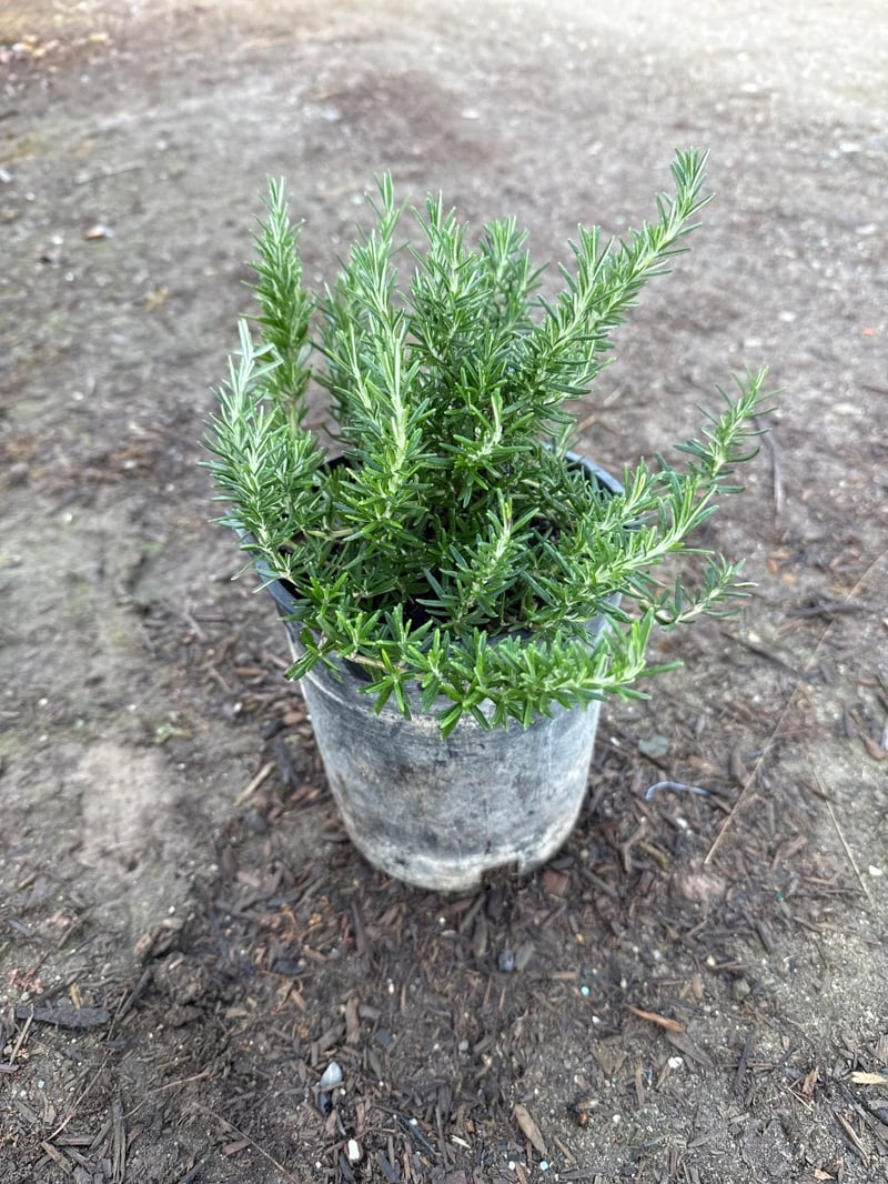 Photo for Rosmarinus officinalis (Rosemary)