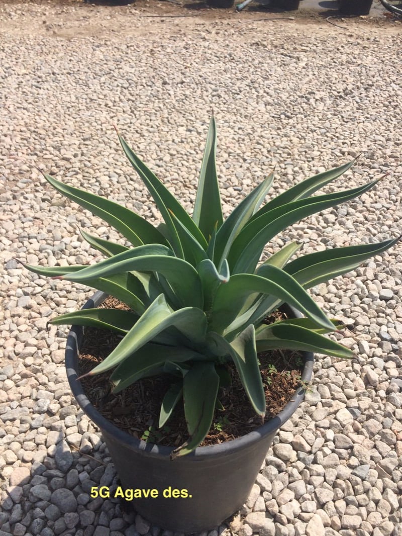 Photo for Agave desmetiana (Smooth Agave)