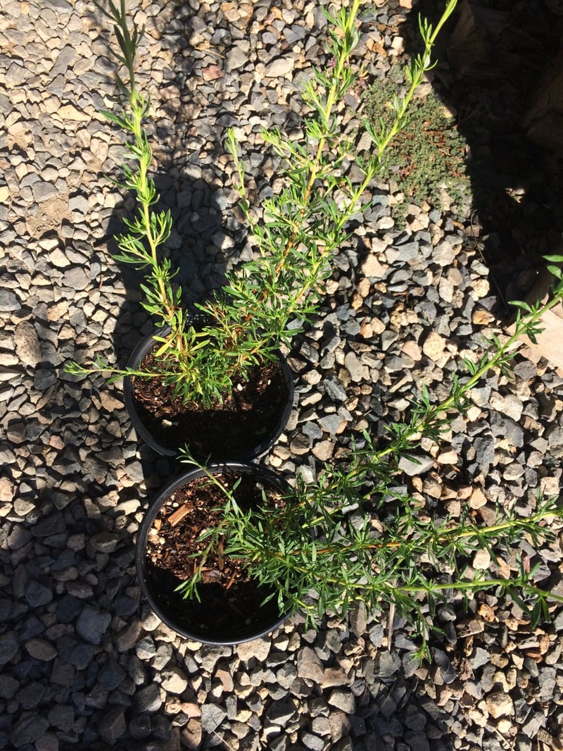Photo for Eriogonum fasciulatum (California Buckwheat)