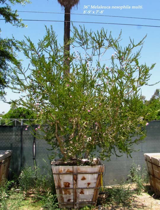 Photo for Melaleuca nesophila (Low Branch) (Pink Melaleuca)