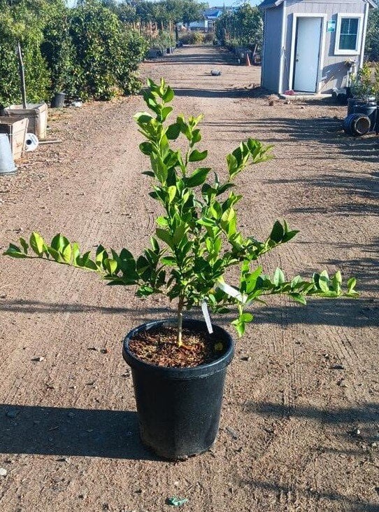 Photo for Citrus x meyeri (Dwarf)  (Meyer Lemon )