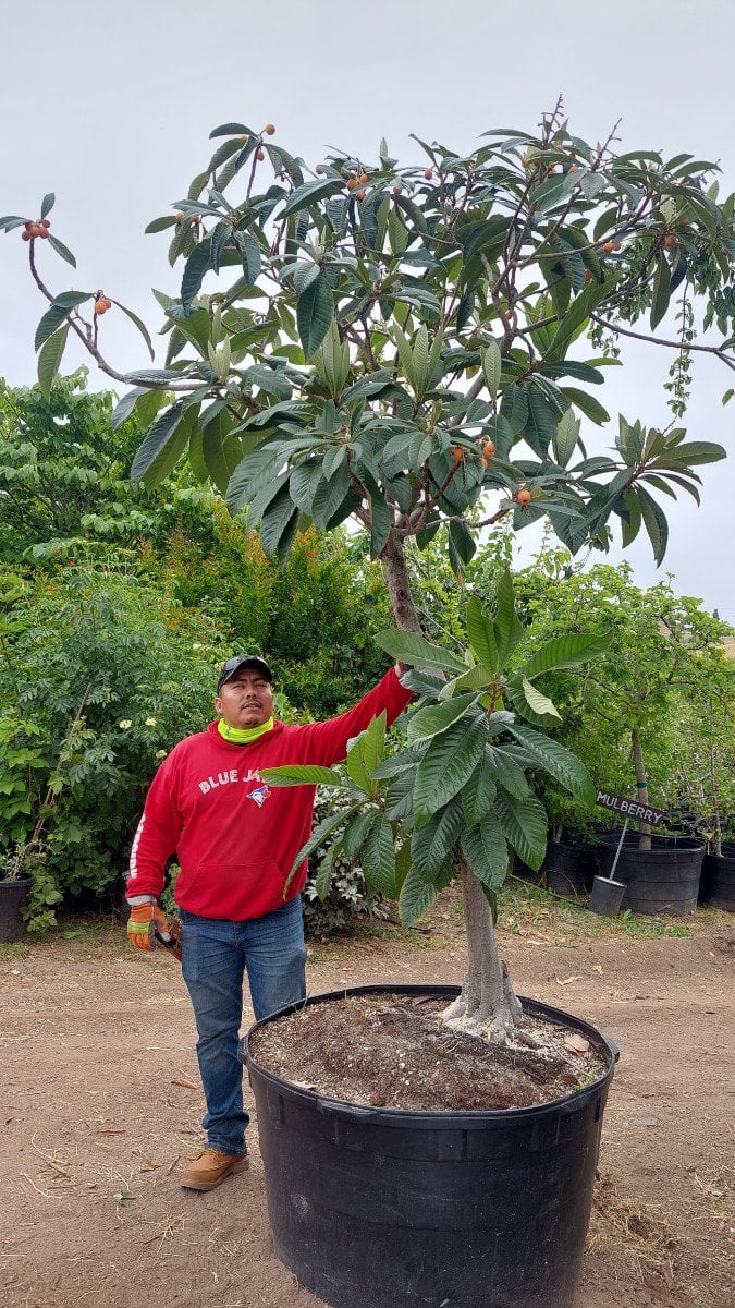 Photo for Eriobotrya japonica ‘Gold Nugget’ (Gold Nugget Loquat)
