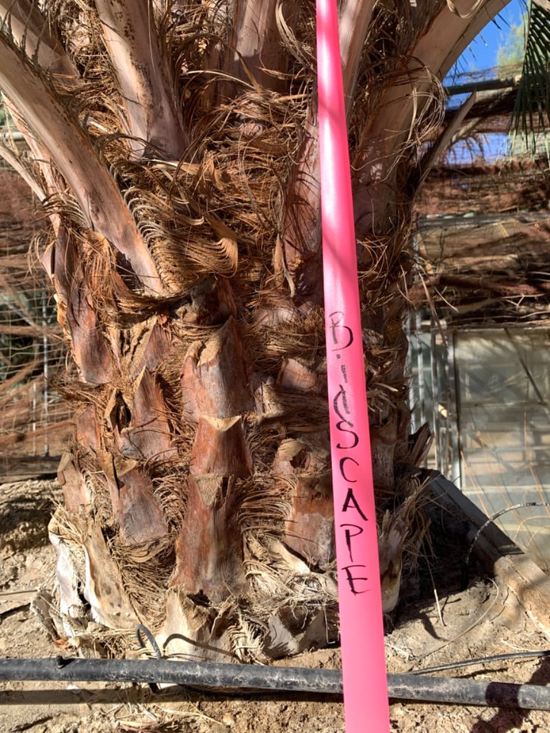 Photo for Butia odorata (Jelly Palm, Pindo Palm)