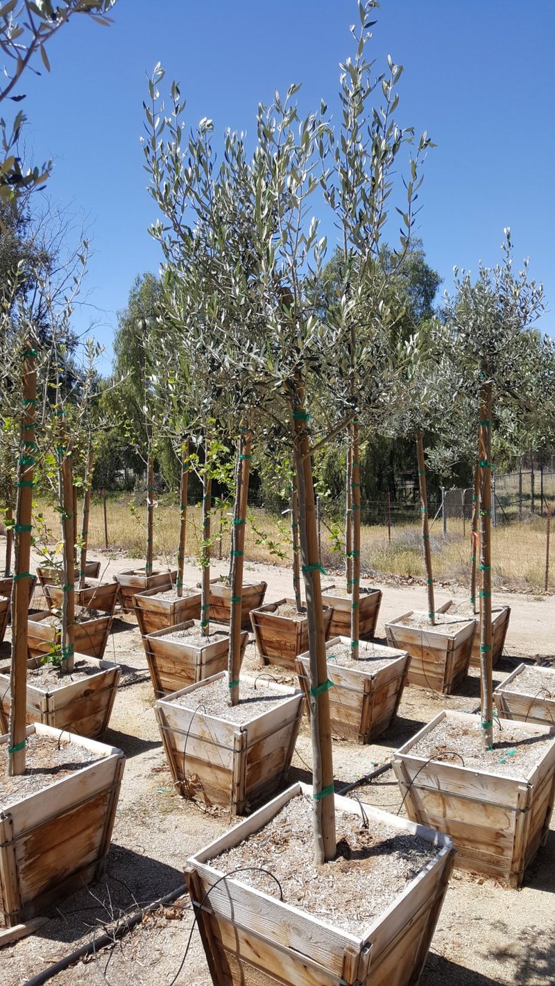 Photo for Olea europaea 'Wilsonii' (Standard) (Wilsonii Fruitless Olive)