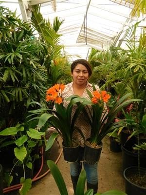 Photo for Clivia miniata (Natal Lily)