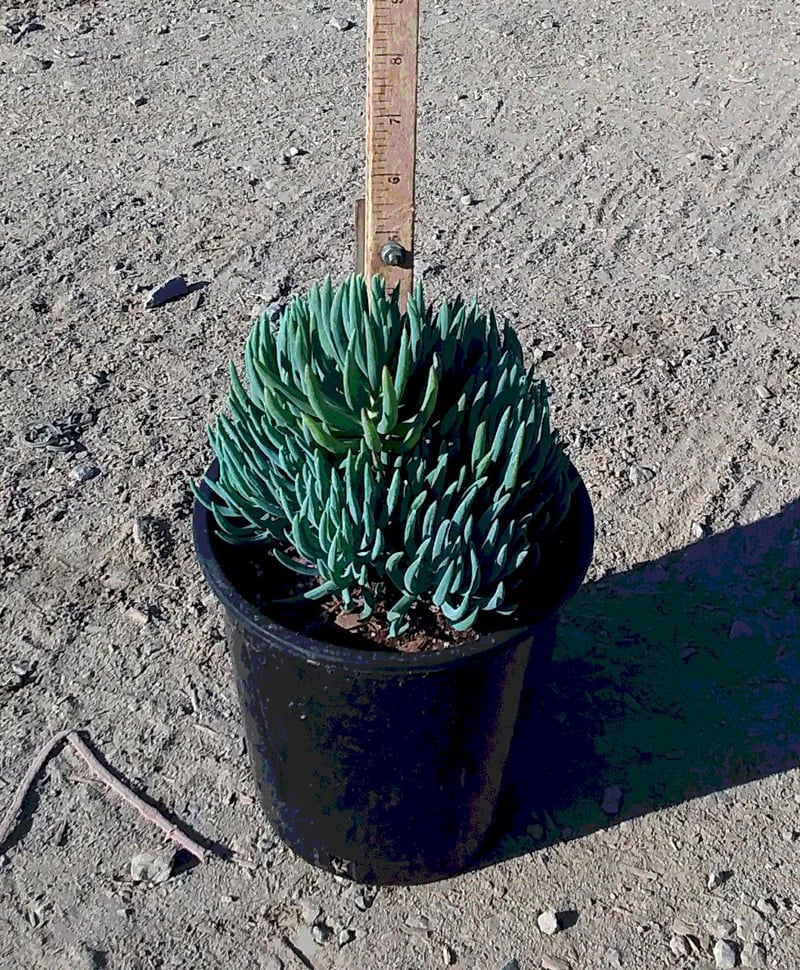 Photo for Senecio vitalis (Narrow-leaf Chalksticks)
