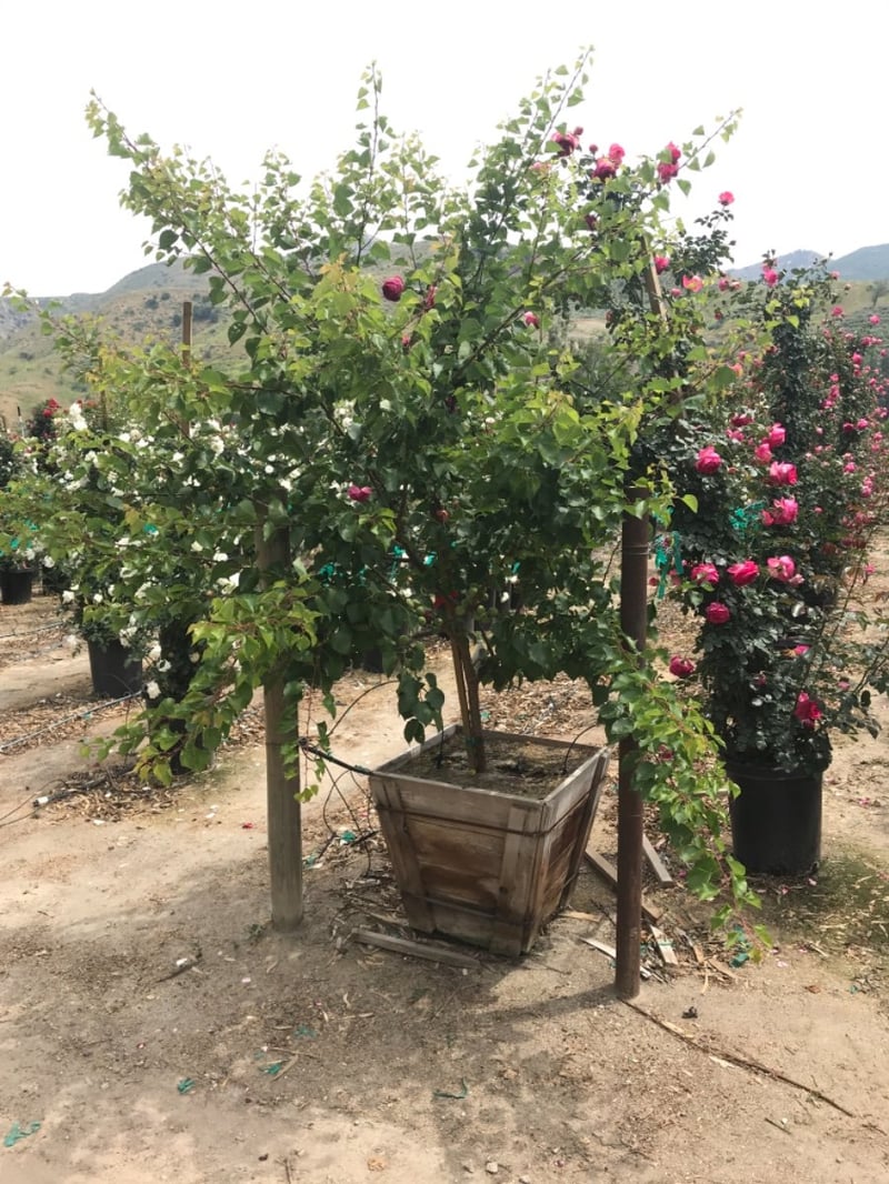 Photo for Prunus armeniaca 'Blenheim' ('Royal') (Blenheim Apricot)