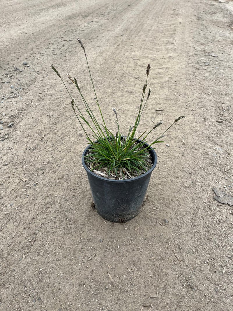 Photo for Sesleria ‘Greenlee' (John Greenlee's Moor Grass)