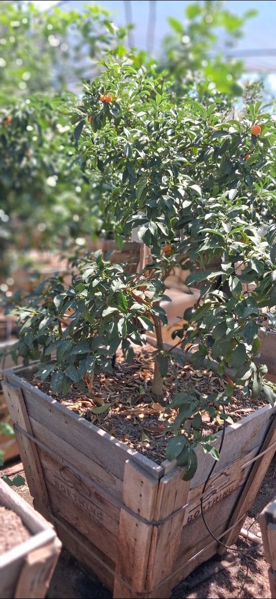 Photo for Fortunella margarita 'Nagami' (Dwarf Nagami Kumquat)