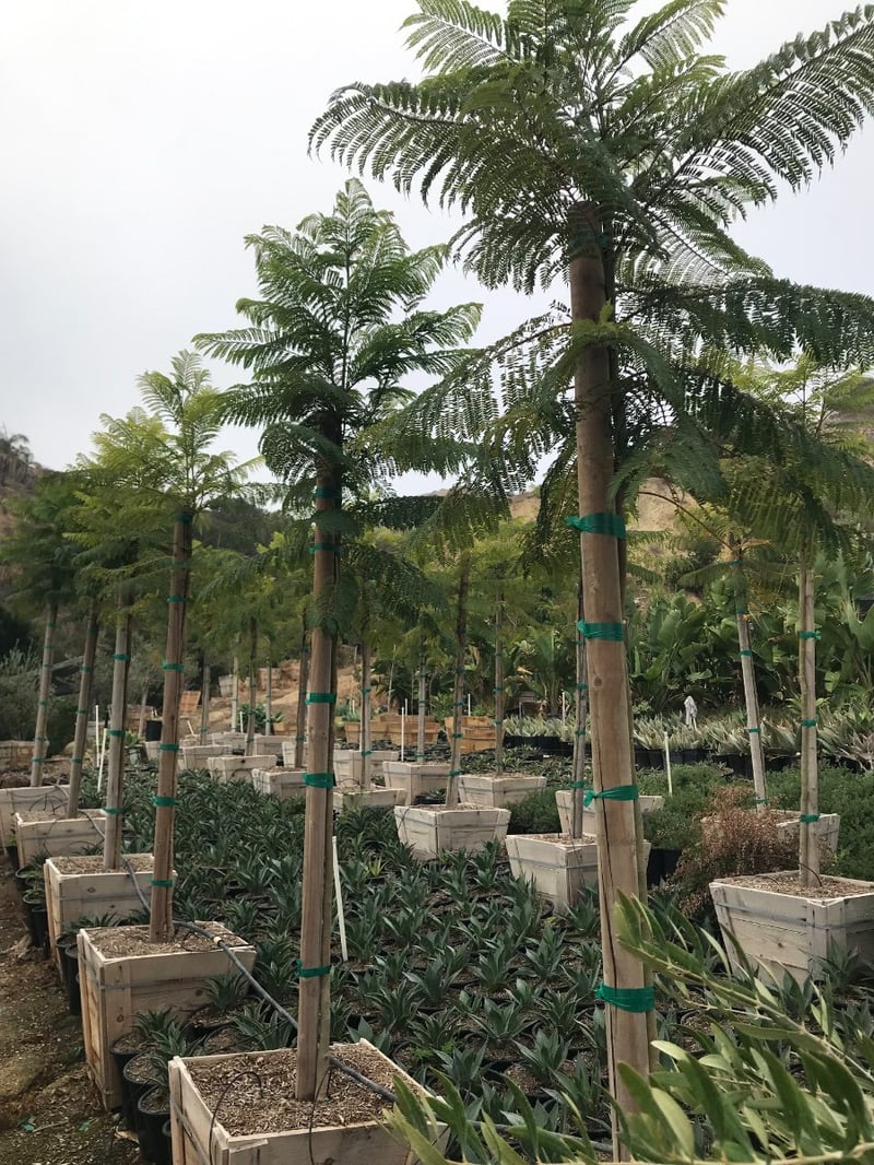 Photo for Jacaranda mimosifolia (Jacaranda)