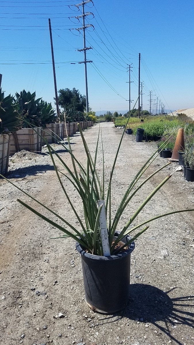 Photo for Hesperaloe parviflora 'Yellow' (Yellow Yucca, Texas Yellow Yucca)