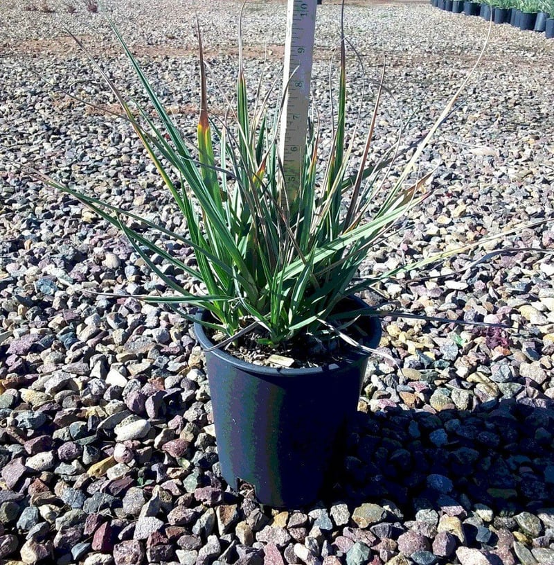 Photo for Carex spissa (San Diego Sedge)