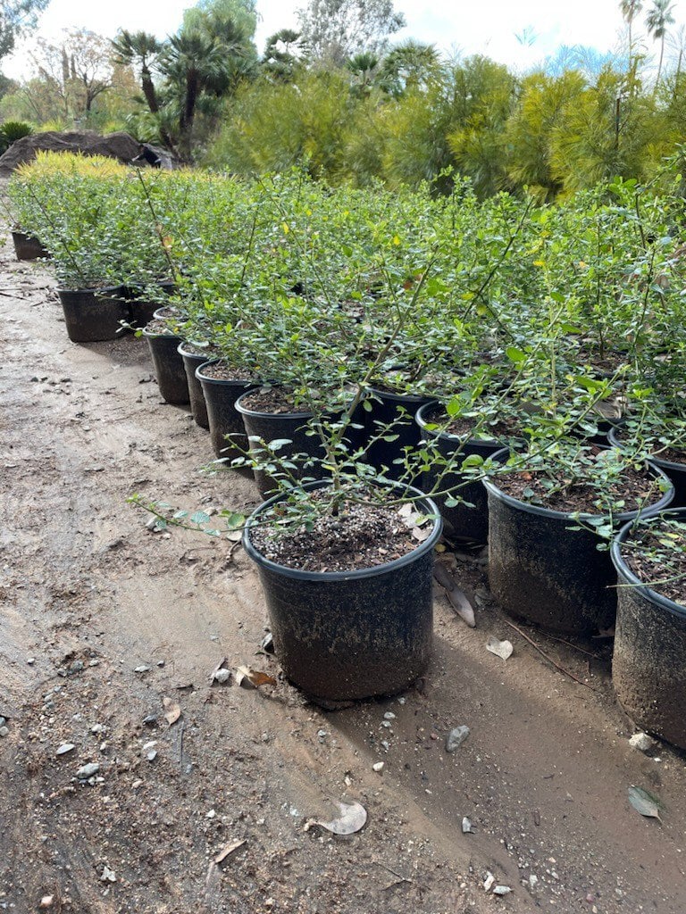 Photo for Ceanothus griseus horizontalis 'Yankee Point' (Yankee Point Ceanothus)
