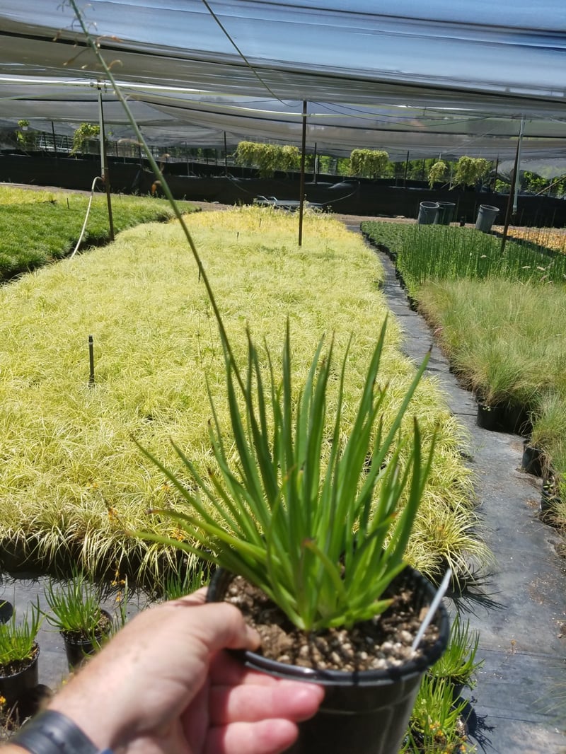 Photo for Bulbine frutescens 'Tiny Tangerine' (Tangerine Stalked Bulbine)